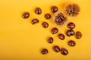 Stylish composition of chestnut on yellow background
