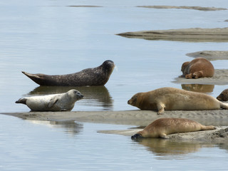 phoques Berck sur mer © nono