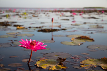 Lotus Flower Field at Talay Noi in Phattalung, Thailand