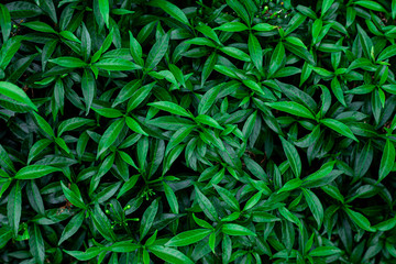 abstract green leaf texture, nature background, tropical leaf