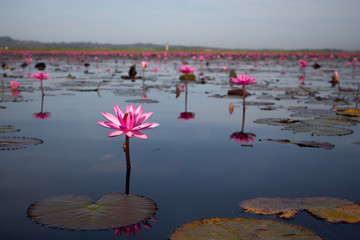 Lotus Flower Field at Talay Noi in Phattalung, Thailand
