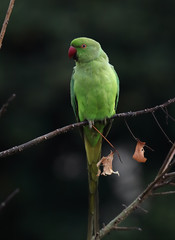 A female rose-ringed parakeet (Psittacula krameri) perched on a tree branch