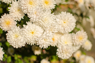 Autumn chrysanthemum flowers grow