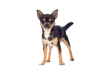 Funny black Chihuahua with big ears