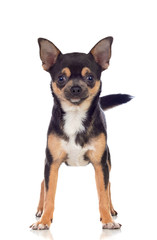 Funny black Chihuahua with big ears