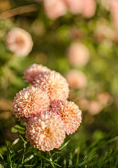 Autumn chrysanthemum flowers grow