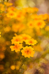 Autumn chrysanthemum flowers grow