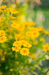 Obraz premium Autumn chrysanthemum flowers grow