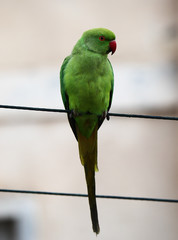 A female rose-ringed parakeet (Psittacula krameri) perched on a wire with a building in the background