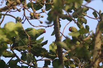 A pair of rose-ringed parakeets (Psittacula krameri) on a fig tree