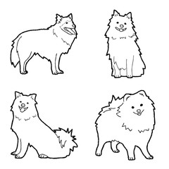 German Spitz Animal Vector Illustration Hand Drawn Cartoon Art