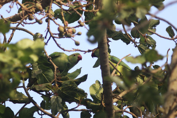  A pair of rose-ringed parakeets (Psittacula krameri) on a fig tree