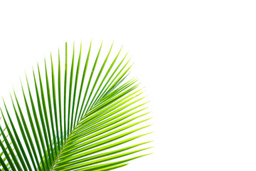 Fototapeta premium tropical palm leaf background, coconut palm trees perspective view