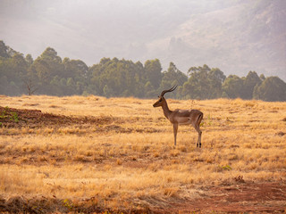 Antelope in the wild