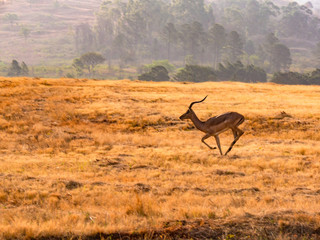 Antelope In the wilde