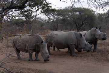Fototapeta premium Rhinoceros blanc