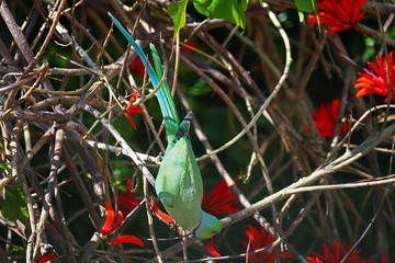A male rose ringed parakeet (Psittacula krameri) eating the flowers of a flame-of-the-forest tree (Butea Monosperma). 