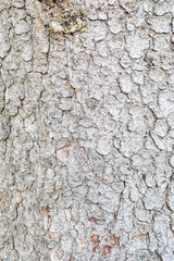 Texture of pine bark. Close up.