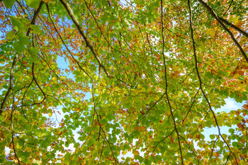 A canopy of a beech tree in autumn, fall.
