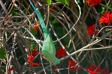 A male rose ringed parakeet (Psittacula krameri) eating the flowers of a flame-of-the-forest tree (Butea Monosperma). 