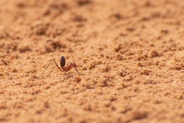 Sahara Desert Ant (Cataglyphis bicolor) running along the sand dunes in Ras al Khaimah, United Arab Emirates.