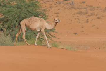 A dromedary camels (Camelus dromedarius) walking acorss the desert sand in the United Arab Emirates.