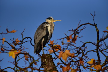 Gray heron  Hyde Park