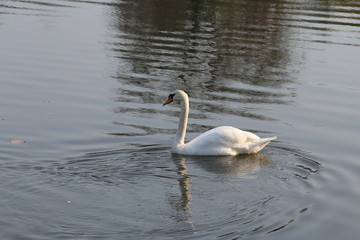 Fototapeta premium Schwan in einem Teich