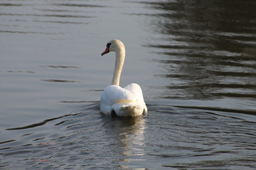 Schwan in einem Teich 2