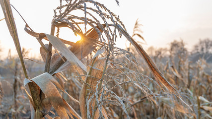 a faded corn close up