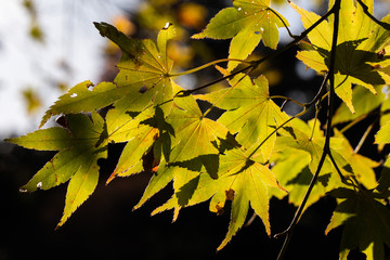 秋　紅葉　モミジ　葉