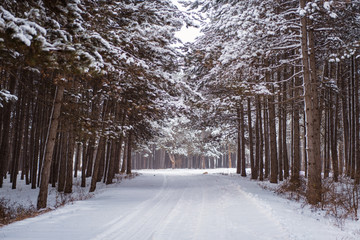 road in winter forest