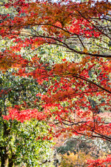 紅葉　モミジ　秋　葉