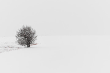 snow covered tree
