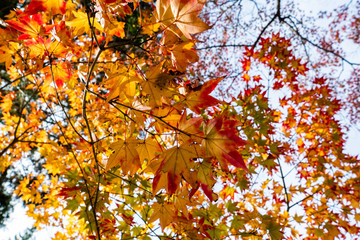 紅葉　モミジ　葉　秋