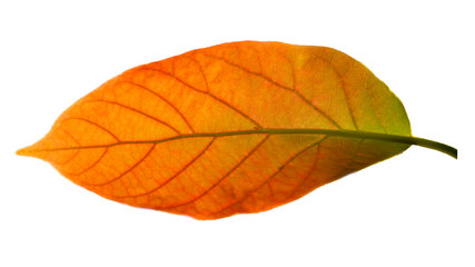 Avocado leaves isolated on a white background     