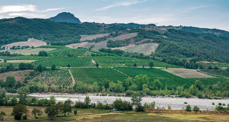Fototapeta na wymiar vineyards along the banks of the Trebbia river, Piacenza province, Emilia-Romagna, italy.