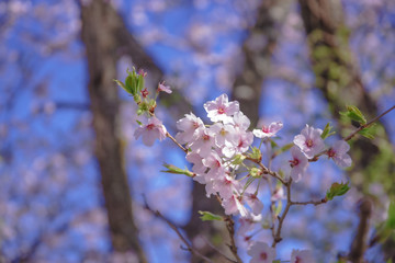 葉桜