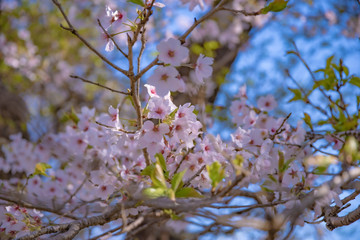 葉桜