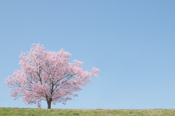 青空に咲く一本桜