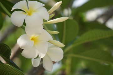 Obraz na płótnie Canvas A group of white Frangipani flowers on the trees