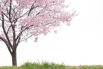 Deurstickers 土手に咲く一本桜 © nonisakuhana