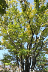 Fototapeta premium 秋の欅