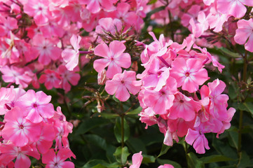 Phlox amplifolia pink flowers close up