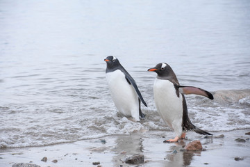 Naklejka premium manchots papou