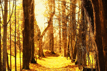 Fototapeta premium path autumn park / autumn landscape, yellow park in autumn trees and leaves, a beautiful sunny day in the city park. the fall