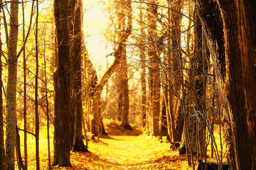 path autumn park / autumn landscape, yellow park in autumn trees and leaves, a beautiful sunny day in the city park. the fall