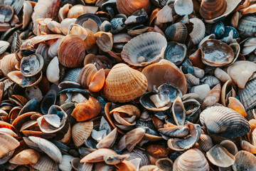 sea shells on the beach