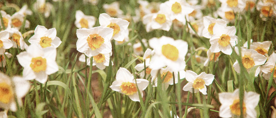 Field of flowering daffodils - imitation of a photograph printed on an old wall with cracks.