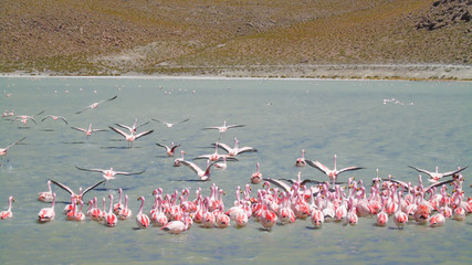 Obraz premium Flamingos at Laguna Hedionda in Potosí, Bolivia